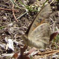 Junonia villida at Granton, TAS - 3 Jan 2025 02:24 PM