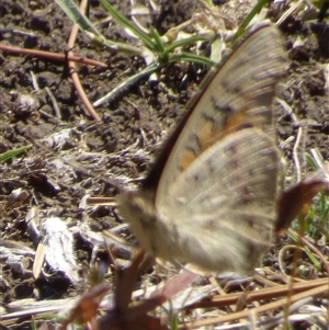 Junonia villida at Granton, TAS - 3 Jan 2025 02:24 PM