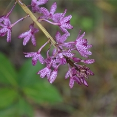 Dipodium punctatum (Blotched Hyacinth Orchid) at Nyerimilang, VIC - 24 Dec 2024 by LyndalT