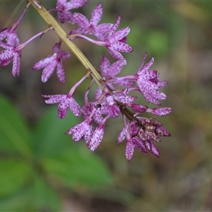 Dipodium punctatum (Blotched Hyacinth Orchid) at Nyerimilang, VIC by LyndalT