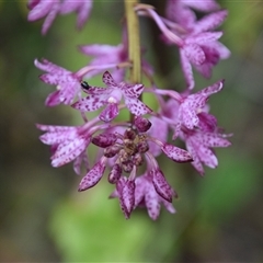 Dipodium punctatum at Nyerimilang, VIC - suppressed