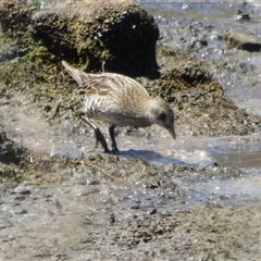 Porzana fluminea (Australian Spotted Crake) at Granton, TAS - 3 Jan 2025 by VanessaC