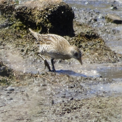 Porzana fluminea (Australian Spotted Crake) at Granton, TAS - 3 Jan 2025 by VanessaC