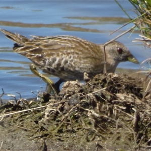 Porzana fluminea at Granton, TAS - 3 Jan 2025 02:40 PM