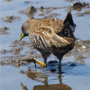 Porzana fluminea at Granton, TAS - 3 Jan 2025 02:40 PM