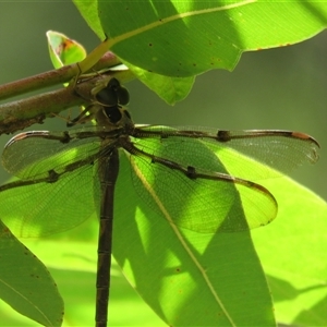 Telephlebia godeffroyi (Eastern Evening Darner) at High Range, NSW by Span102