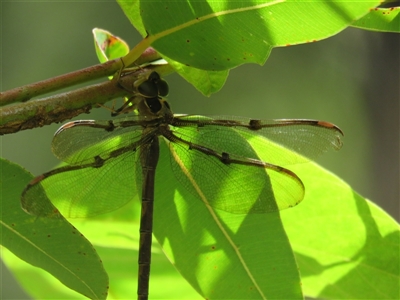 Telephlebia godeffroyi (Eastern Evening Darner) at High Range, NSW - 30 Dec 2024 by Span102