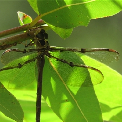 Telephlebia godeffroyi (Eastern Evening Darner) at High Range, NSW - 31 Dec 2024 by Span102