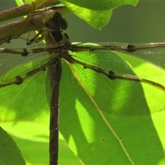 Telephlebia godeffroyi at High Range, NSW - 31 Dec 2024