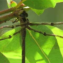 Telephlebia godeffroyi at High Range, NSW - 31 Dec 2024