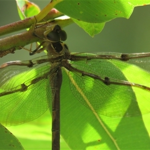 Telephlebia godeffroyi at High Range, NSW - 31 Dec 2024