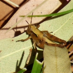 Phaulacridium vittatum (Wingless Grasshopper) at Granton, TAS - 3 Jan 2025 by VanessaC