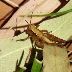 Unidentified Grasshopper (several families) at Granton, TAS by VanessaC