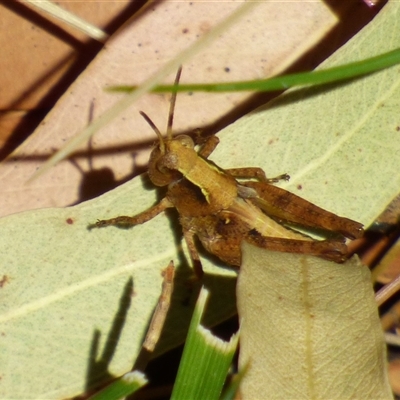 Unidentified Grasshopper (several families) at Granton, TAS - 3 Jan 2025 by VanessaC