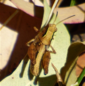 Phaulacridium vittatum at Granton, TAS - 3 Jan 2025 02:49 PM