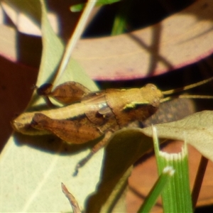 Phaulacridium vittatum at Granton, TAS - 3 Jan 2025 02:49 PM