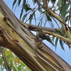 Climacteris erythrops (Red-browed Treecreeper) at High Range, NSW - 31 Dec 2024 by Span102