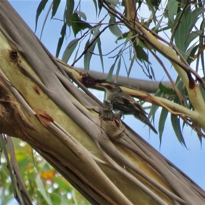 Climacteris erythrops (Red-browed Treecreeper) at High Range, NSW - 31 Dec 2024 by Span102