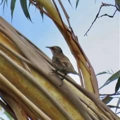 Climacteris erythrops at High Range, NSW - 31 Dec 2024 10:41 AM