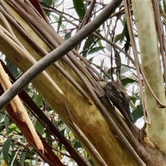 Climacteris erythrops at High Range, NSW - 31 Dec 2024 10:41 AM