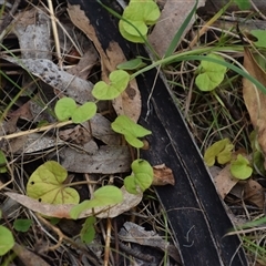 Dichondra repens (Kidney Weed) at Nyerimilang, VIC - 23 Dec 2024 by LyndalT