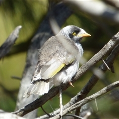 Manorina melanocephala (Noisy Miner) at Granton, TAS - 3 Jan 2025 by VanessaC