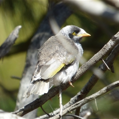 Manorina melanocephala at Granton, TAS - 3 Jan 2025 by VanessaC