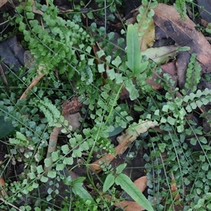 Asplenium flabellifolium at Nyerimilang, VIC - 24 Dec 2024 10:15 AM