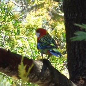 Platycercus eximius (Eastern Rosella) at Granton, TAS by VanessaC