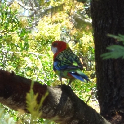 Platycercus eximius (Eastern Rosella) at Granton, TAS - 3 Jan 2025 by VanessaC