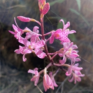 Dipodium roseum (Rosy Hyacinth Orchid) at Uriarra Village, ACT by JillianM