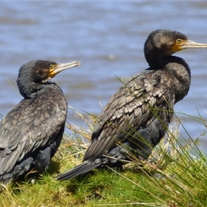 Phalacrocorax carbo (Great Cormorant) at Granton, TAS by VanessaC