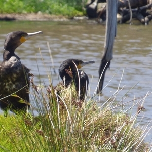 Phalacrocorax carbo at Granton, TAS - 3 Jan 2025 03:04 PM