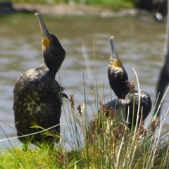 Phalacrocorax carbo at Granton, TAS - 3 Jan 2025 03:04 PM