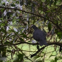 Leucosarcia melanoleuca (Wonga Pigeon) at Nyerimilang, VIC - 24 Dec 2024 by LyndalT