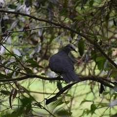 Leucosarcia melanoleuca at Nyerimilang, VIC - 24 Dec 2024