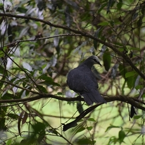 Leucosarcia melanoleuca at Nyerimilang, VIC - 24 Dec 2024 10:17 AM