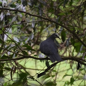 Leucosarcia melanoleuca at Nyerimilang, VIC - 24 Dec 2024