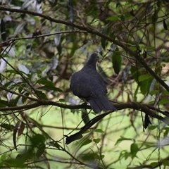 Leucosarcia melanoleuca at Nyerimilang, VIC - 24 Dec 2024