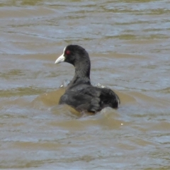 Fulica atra at Granton, TAS - 3 Jan 2025 by VanessaC