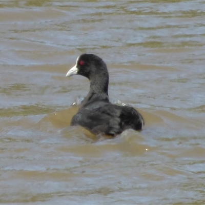 Fulica atra (Eurasian Coot) at Granton, TAS - 3 Jan 2025 by VanessaC