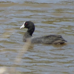 Fulica atra at Granton, TAS - 3 Jan 2025 02:01 PM