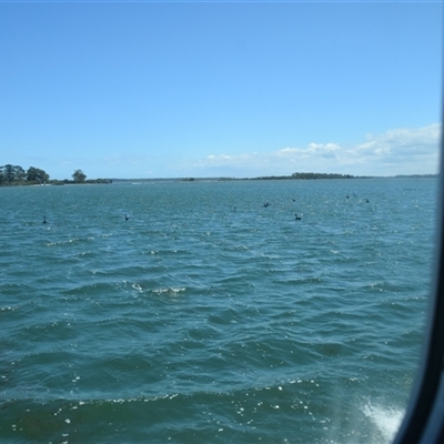 Cygnus atratus (Black Swan) at Nyerimilang, VIC - 24 Dec 2024 by LyndalT