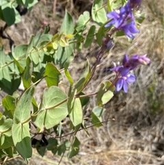 Veronica perfoliata (Digger's Speedwell) at Uriarra Village, ACT - 3 Jan 2025 by JillianM