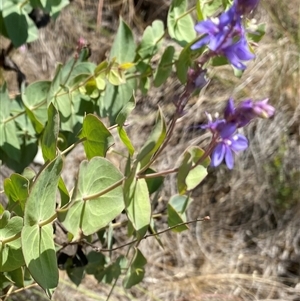 Veronica perfoliata at Uriarra Village, ACT - 3 Jan 2025