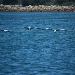 Pelecanus conspicillatus (Australian Pelican) at Nyerimilang, VIC - 24 Dec 2024 by LyndalT