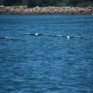 Pelecanus conspicillatus (Australian Pelican) at Nyerimilang, VIC by LyndalT