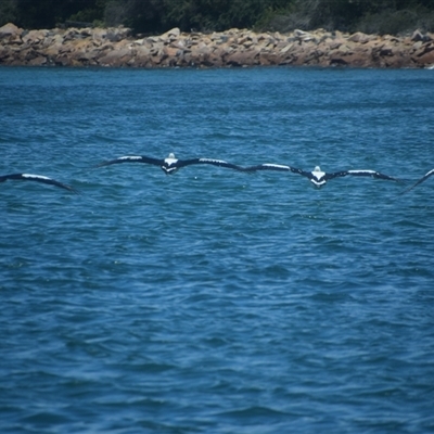 Pelecanus conspicillatus (Australian Pelican) at Nyerimilang, VIC - 24 Dec 2024 by LyndalT