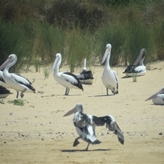 Pelecanus conspicillatus at Nyerimilang, VIC - 24 Dec 2024 02:10 PM