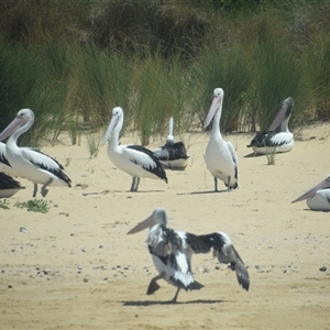 Pelecanus conspicillatus at Nyerimilang, VIC - 24 Dec 2024